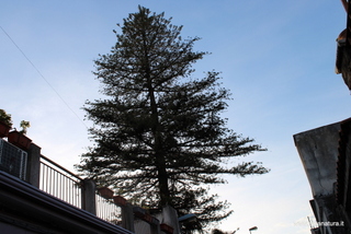 Araucaria santa Barbara